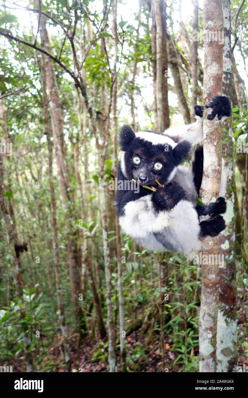 Lémurien Indri sauvages (Indri Indri), Parc Mitsinjo, Andasibe, Madagascar Banque D'Images