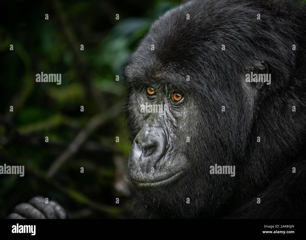 Les gorilles de montagne sauvage dans de la Forêt impénétrable de Bwindi en Ouganda. Banque D'Images