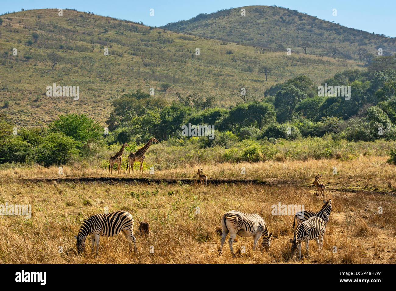 La diversité de la faune d'Imfolozi Réserve naturelle en Afrique du Sud. Banque D'Images