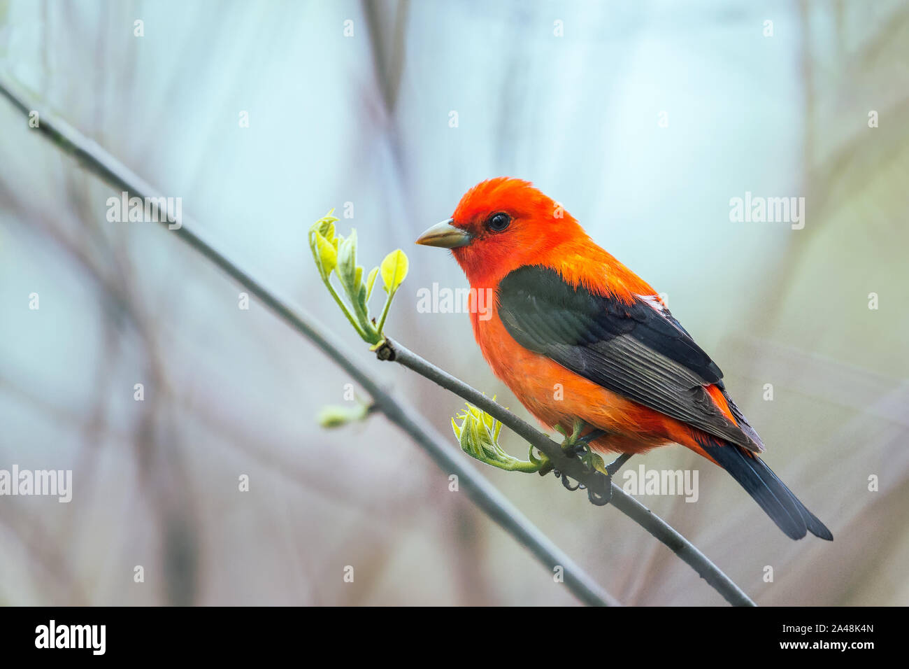 Homme Tangara écarlate (Piranga olivacea) en plumage nuptial. Oak Harbor. Magee Marsh de faune. L'Ohio. USA Banque D'Images Homme Tangara écarlate (Piranga olivacea) en plumage nuptial. Oak Harbor. Magee Marsh de faune. L'Ohio. USA Banque D'Images