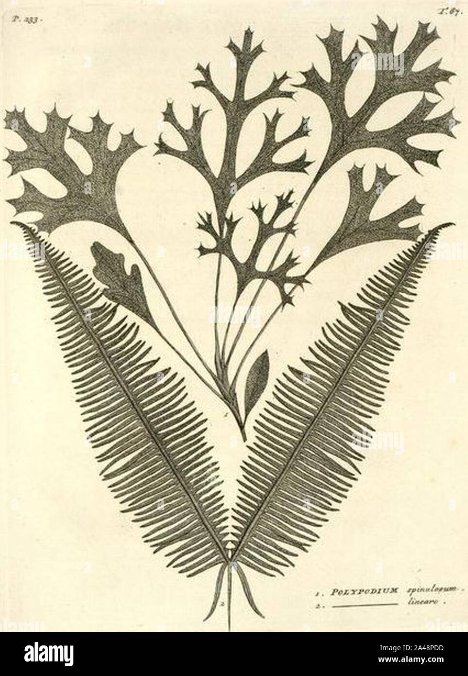 Flora Indica (Burman 1768) p 233. Banque D'Images