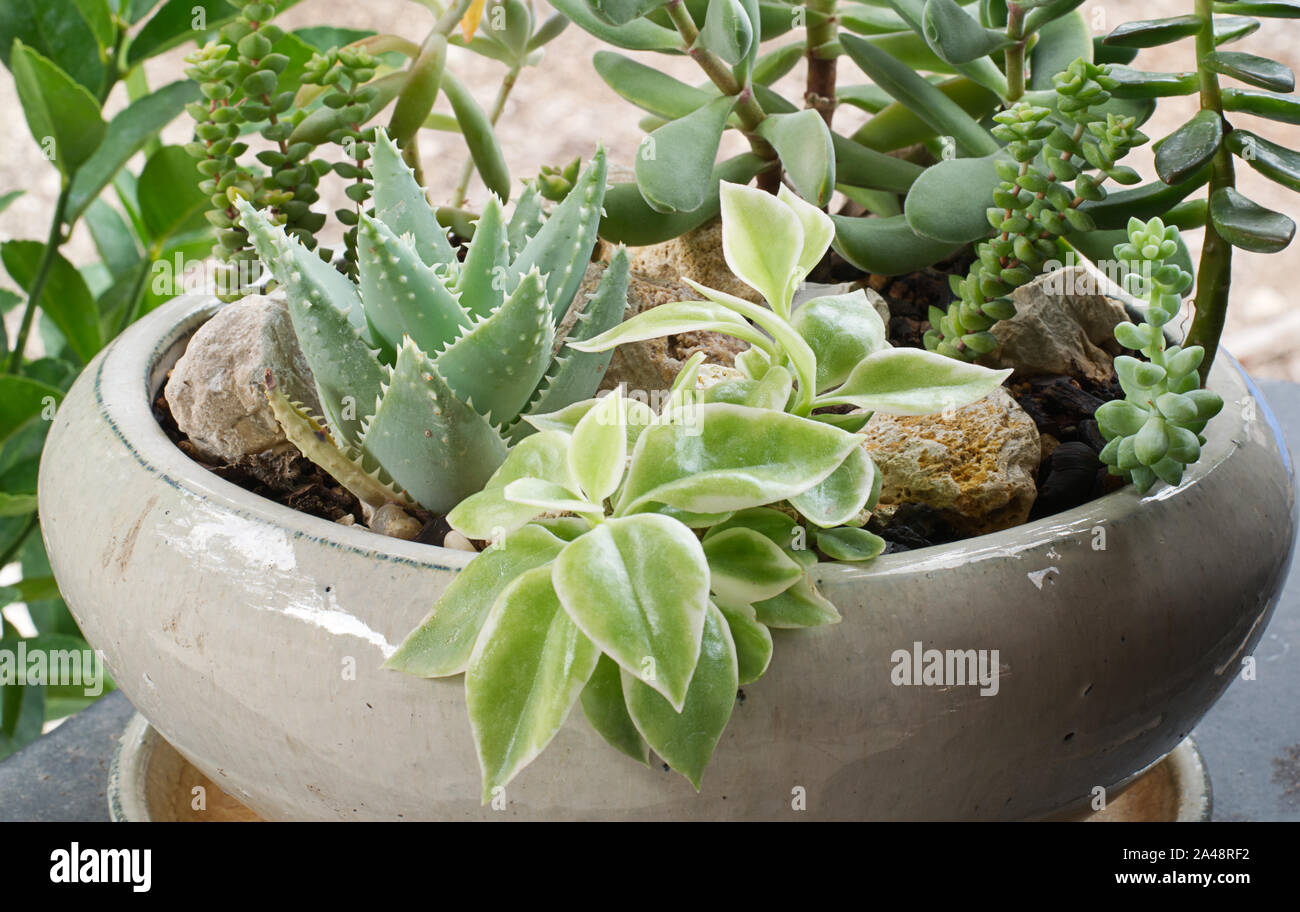 Arrangement de plantes succulentes dans un bol sur le patio y compris les  feuilles de l'aloès Photo Stock - Alamy