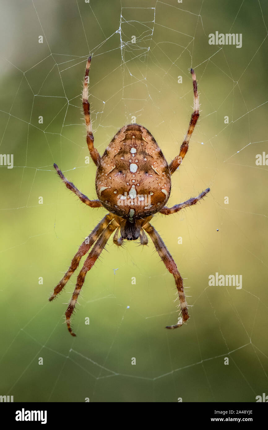 Jardin araignée européenne (Araneus diadematus) Banque D'Images