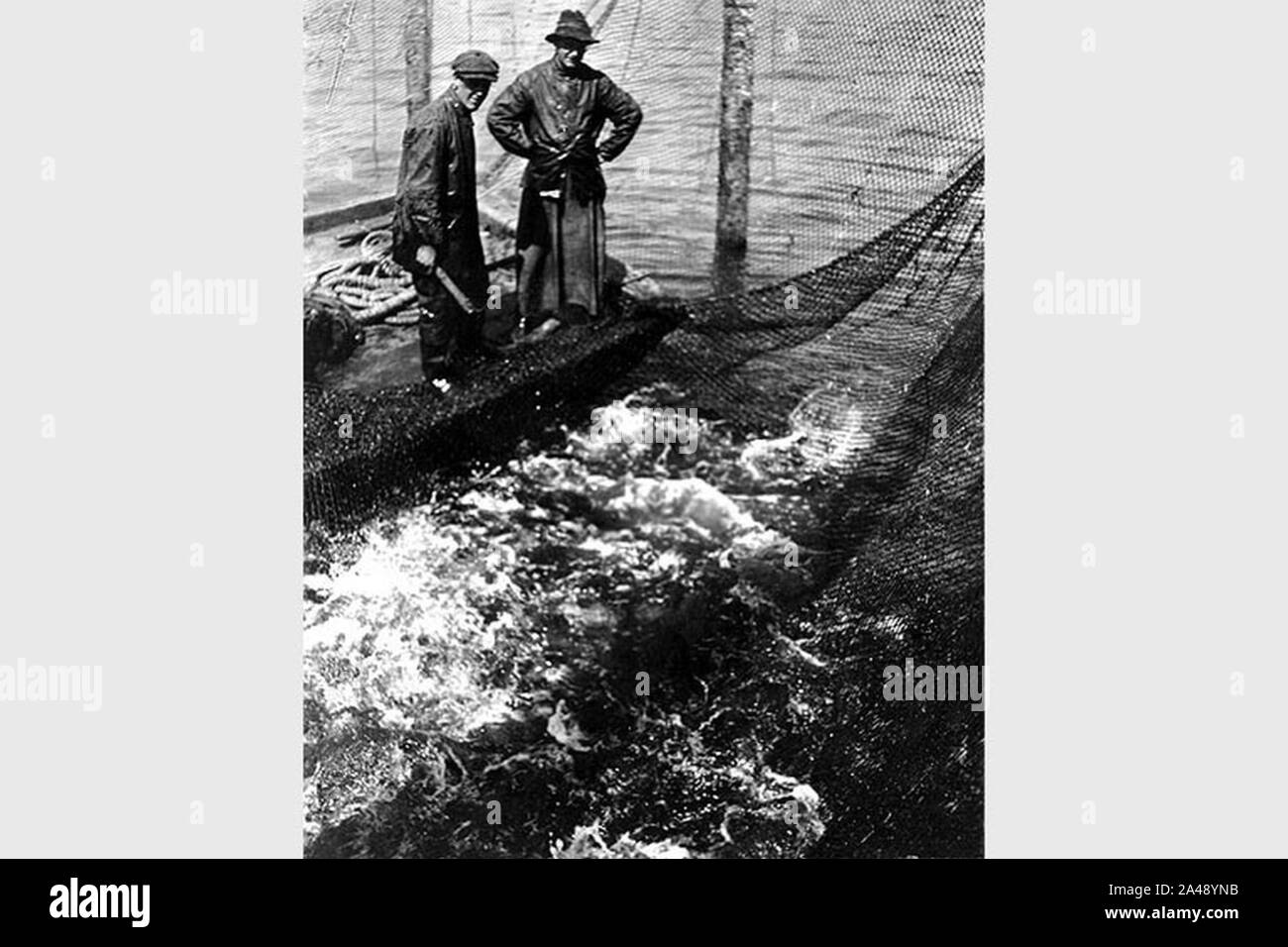 Piège à poisson poisson pris dans le Puget Sound 1917 Cobb (180). Banque D'Images