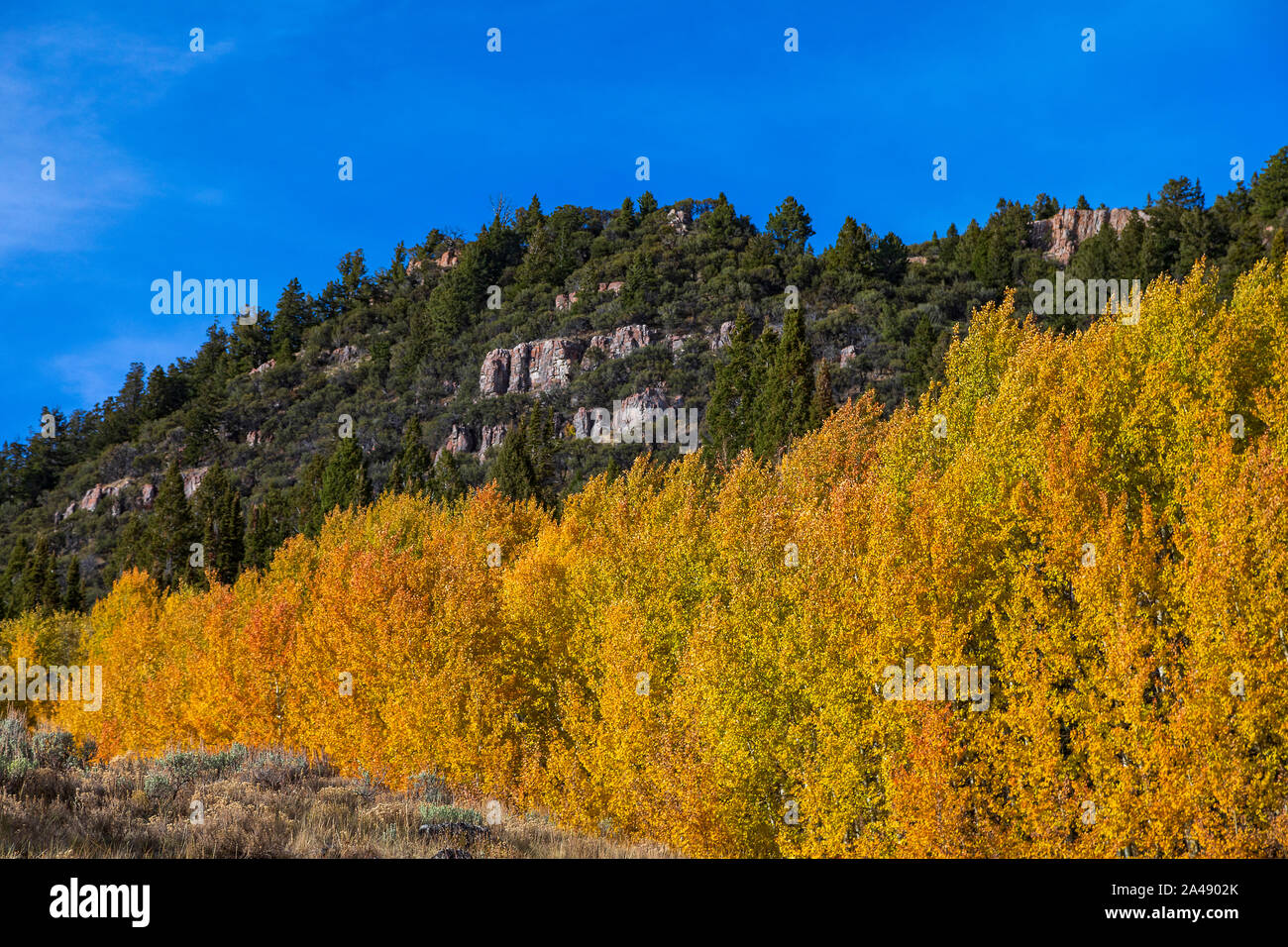 C'est une vue de l'automne les couleurs sur les arbres le long de l'US Highway 89, la Logan Canyon Scenic Byway Logan Canyon, Uinta-Wasatch-Cache National Forest Banque D'Images