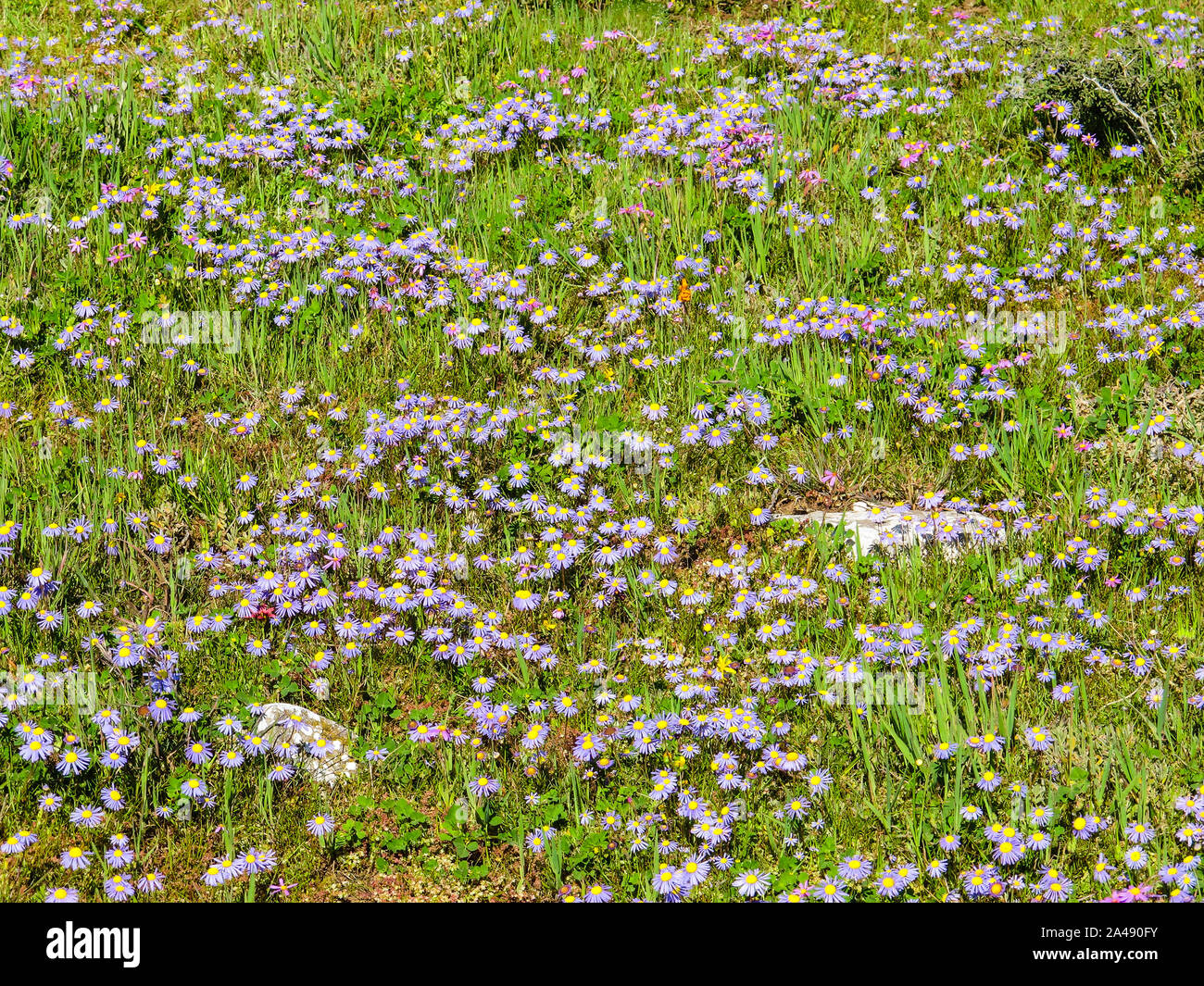 Champ ou pré de fleurs sauvages printemps afficher dans la province du Cap, Afrique du Sud, composé de violet ou lilas délicat petit type marguerite dans la nature Banque D'Images