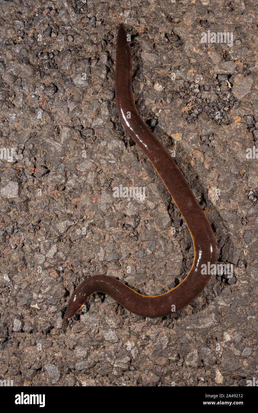 Ichthyopis Caecillian à rayures ou Davidi Chorla vu à Amboli,Maharashtra, Inde Banque D'Images