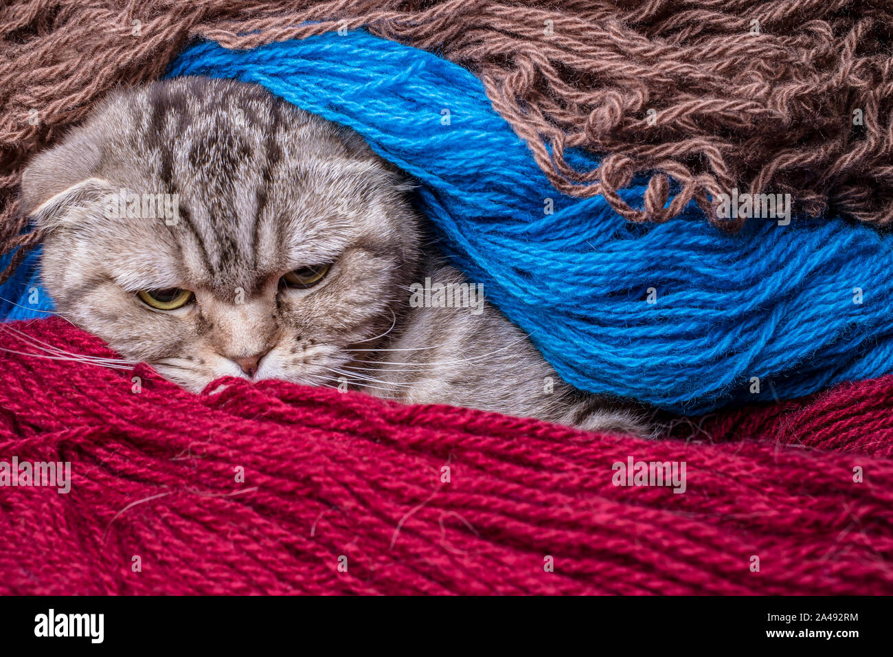 Mechant Chat Scottish Fold Ressemble Strictement Enveloppes De Fil De Laine De Couleur Close Up Photo Stock Alamy