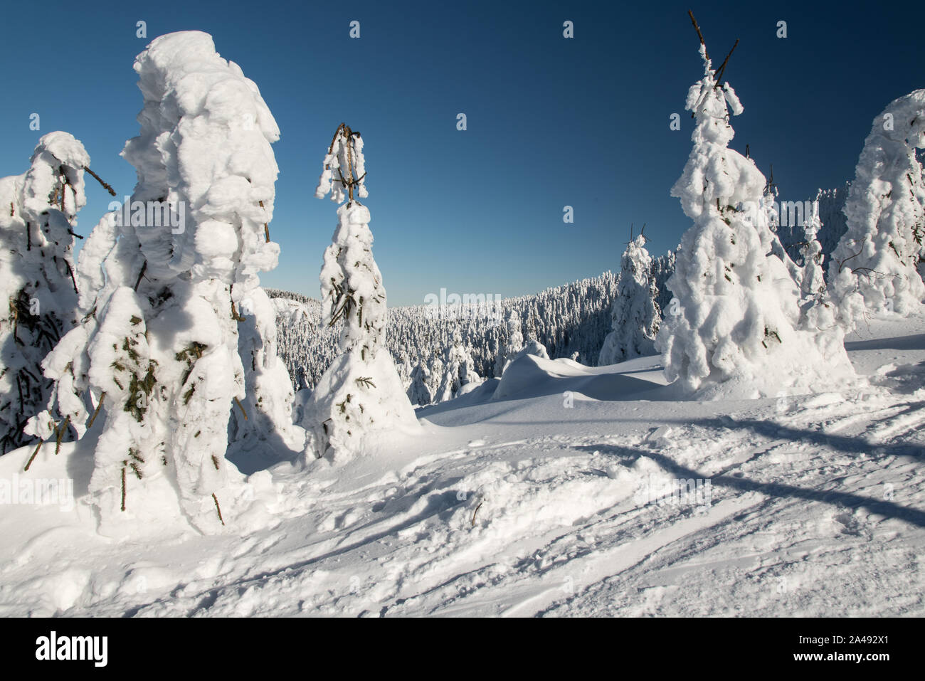 Hiver gel paysage avec arbres enneigés et ciel clair ci-dessous Lysa hora hill dans Moravskoslezske Beskydy hory en République Tchèque Banque D'Images