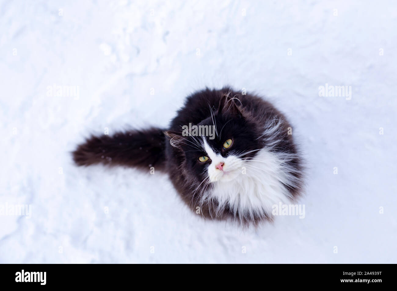 Un Mignon Chat Noir Et Blanc Se Trouve Sur Un Chemin Enneige Leve La Tete Et Est Attentif A La Personne Avec L Espoir Qu Ils Vont Prendre Leur Ha Photo Stock Alamy