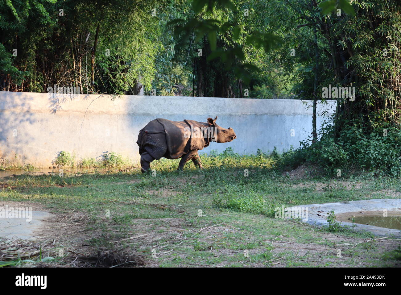 Le rhinocéros indien (Rhinoceros unicornis), également appelé le rhinocéros à une corne et rhinocéros unicorne de l'Inde Banque D'Images