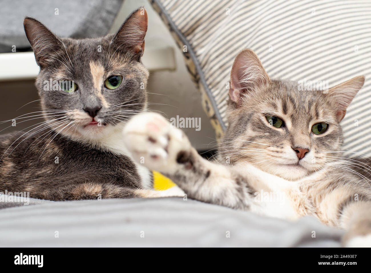 L Amour Et L Amitie Des Animaux Domestiques Deux Chats Se Trouvent Sur Des Oreillers Moelleux Un Drole Avec La Pointe De La Langue Sortir A Intensement Le Photographe Le Photo Stock Alamy L Amour Et L Amitie Des Animaux Domestiques Deux Chats Se Trouvent Sur Des Oreillers Moelleux Un Drole Avec La Pointe De La Langue Sortir A Intensement Le Photographe Le Photo Stock Alamy