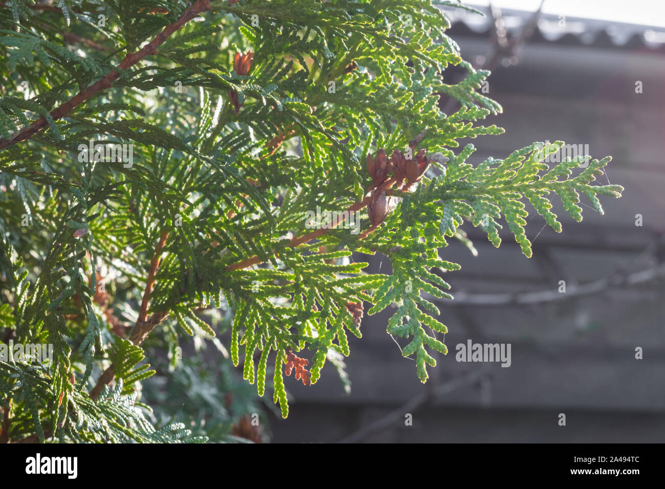 Thuja occidentalis (Cèdre blanc) avec cônes matures Banque D'Images