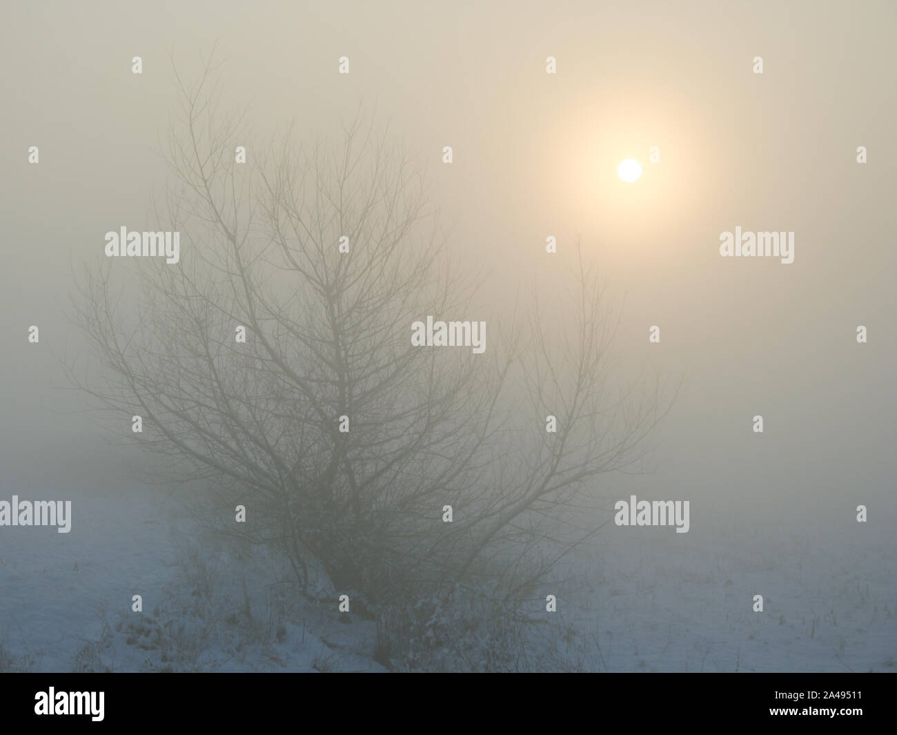 Le soleil brille à travers une couche de brouillard avec un arbre dans un paysage de neige Banque D'Images