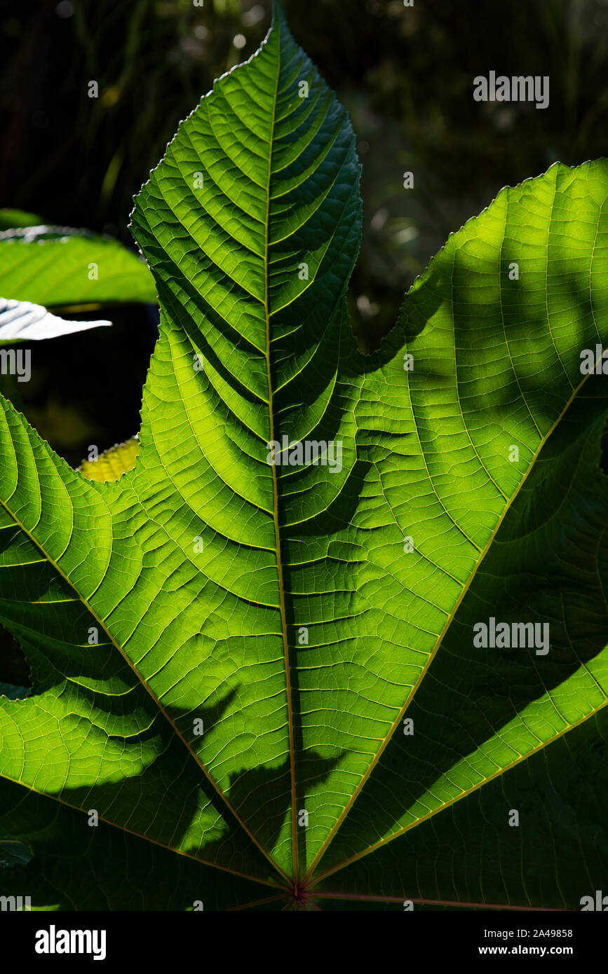 Close-up d'un grand jardin dans une feuille Banque D'Images