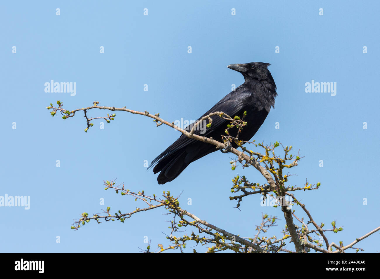 Naturel noir corneille (Corvus corone) Comité permanent sur branch Banque D'Images