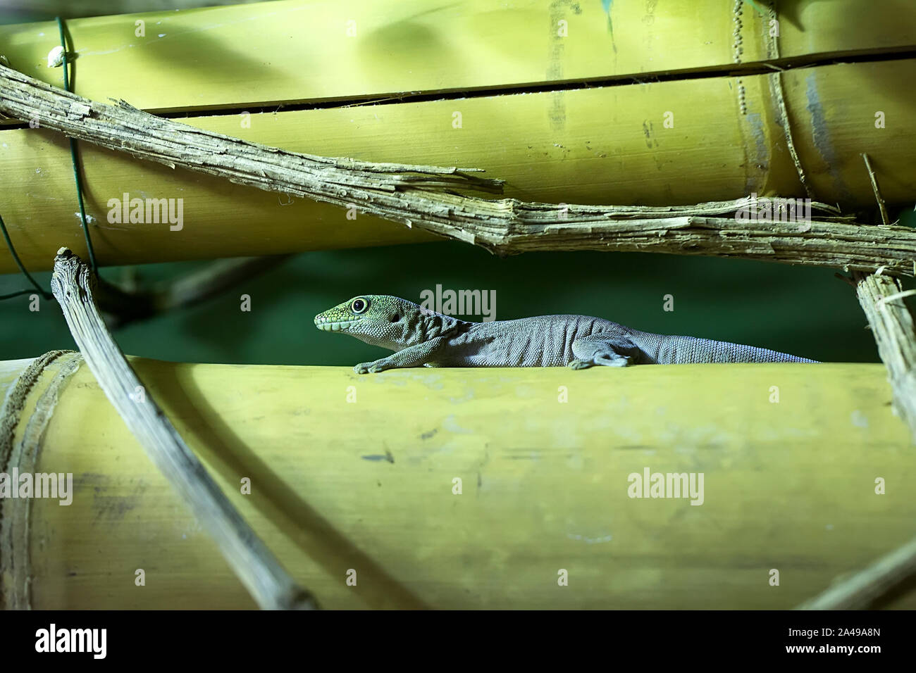 Gecko sur un arbre dans la course Banque D'Images