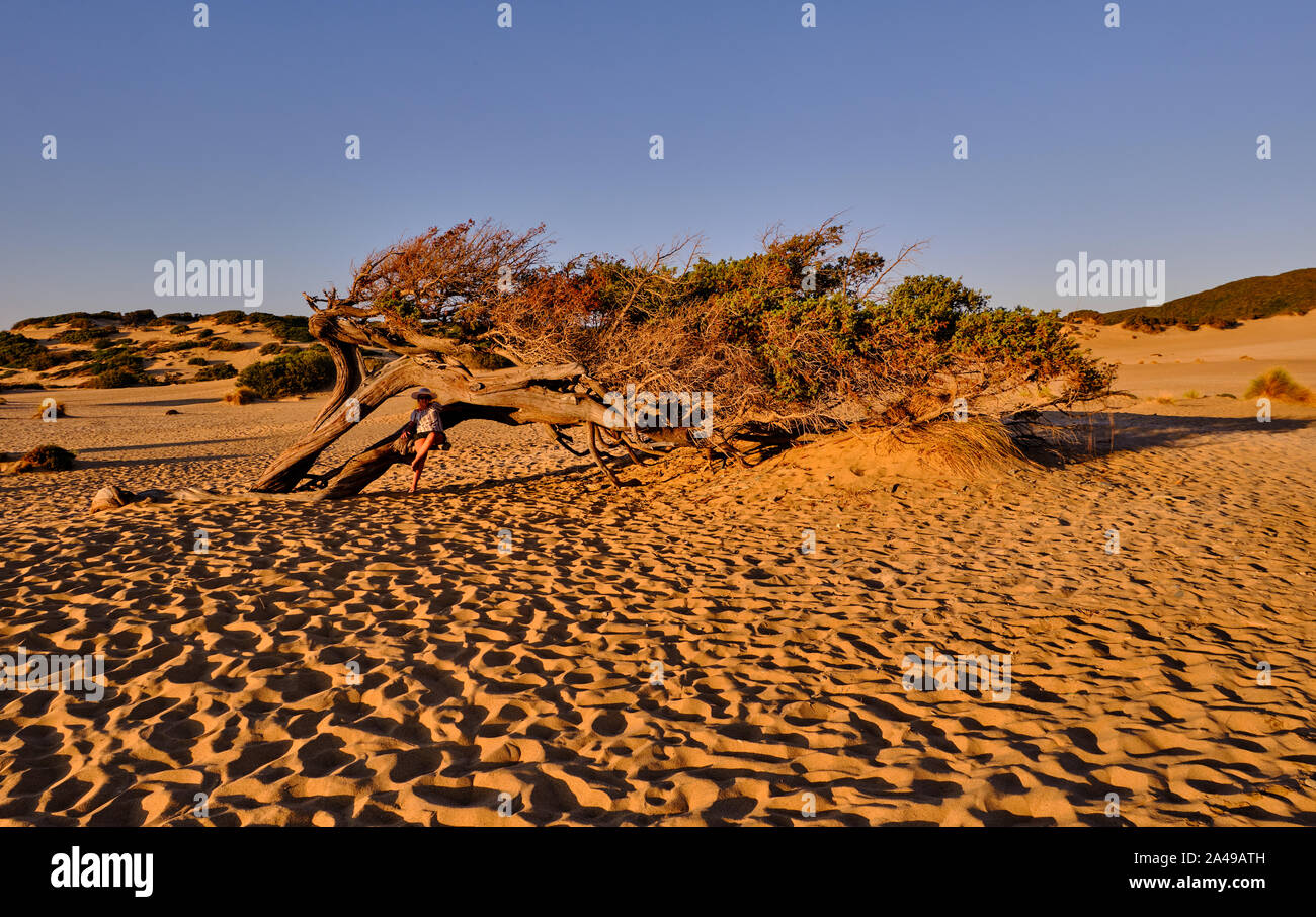 Juniperus façonné par le vent dans Dune di Piscinas, Sarde Désert, Arbus, Italie Banque D'Images