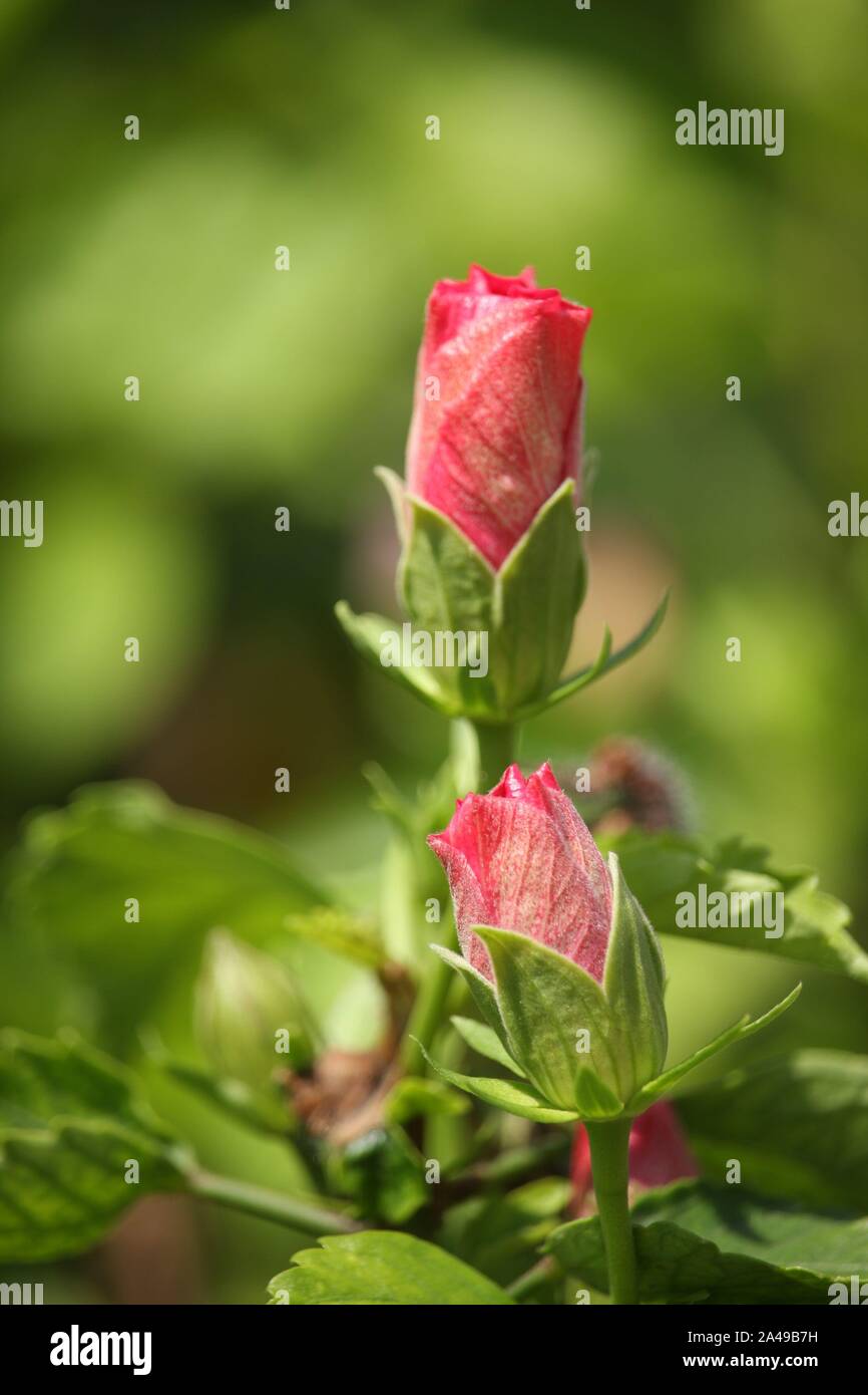 Chine rose fleur ou fleur d'Hibiscus Bud Banque D'Images