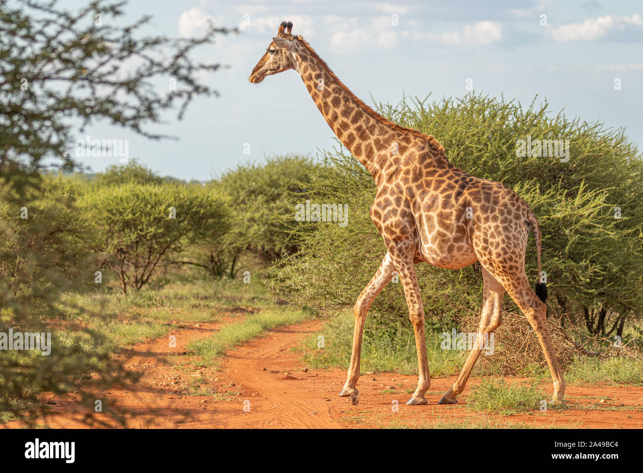 Une girafe Giraffa camelopardis () marche à travers la savane entre les plantes, Madikwe Game Reserve, Afrique du Sud. Banque D'Images
