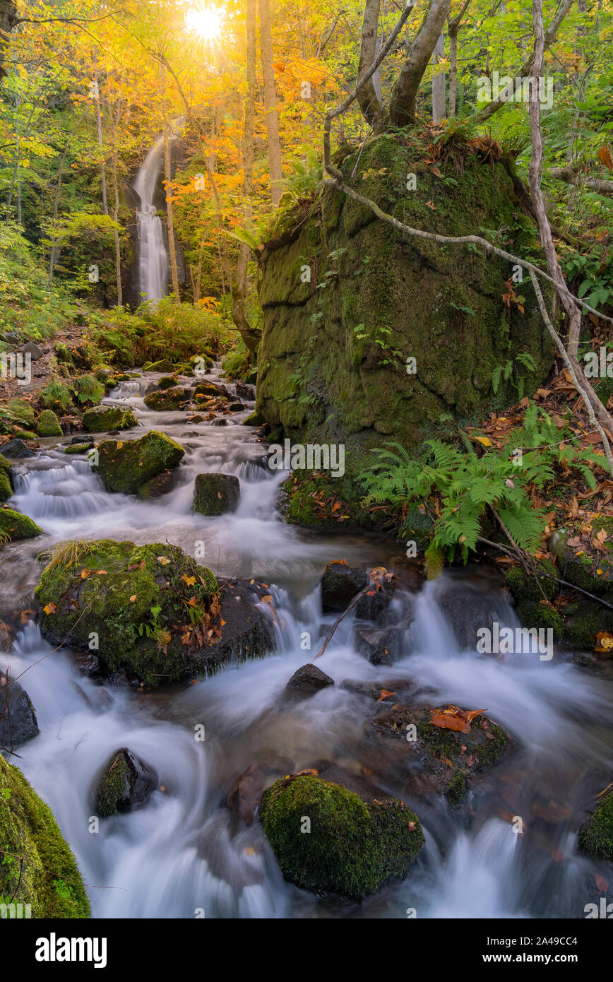 Oirase Automne Automne Paysage de forêt Forêt et cascade à Aomori Japon Tohoku Banque D'Images