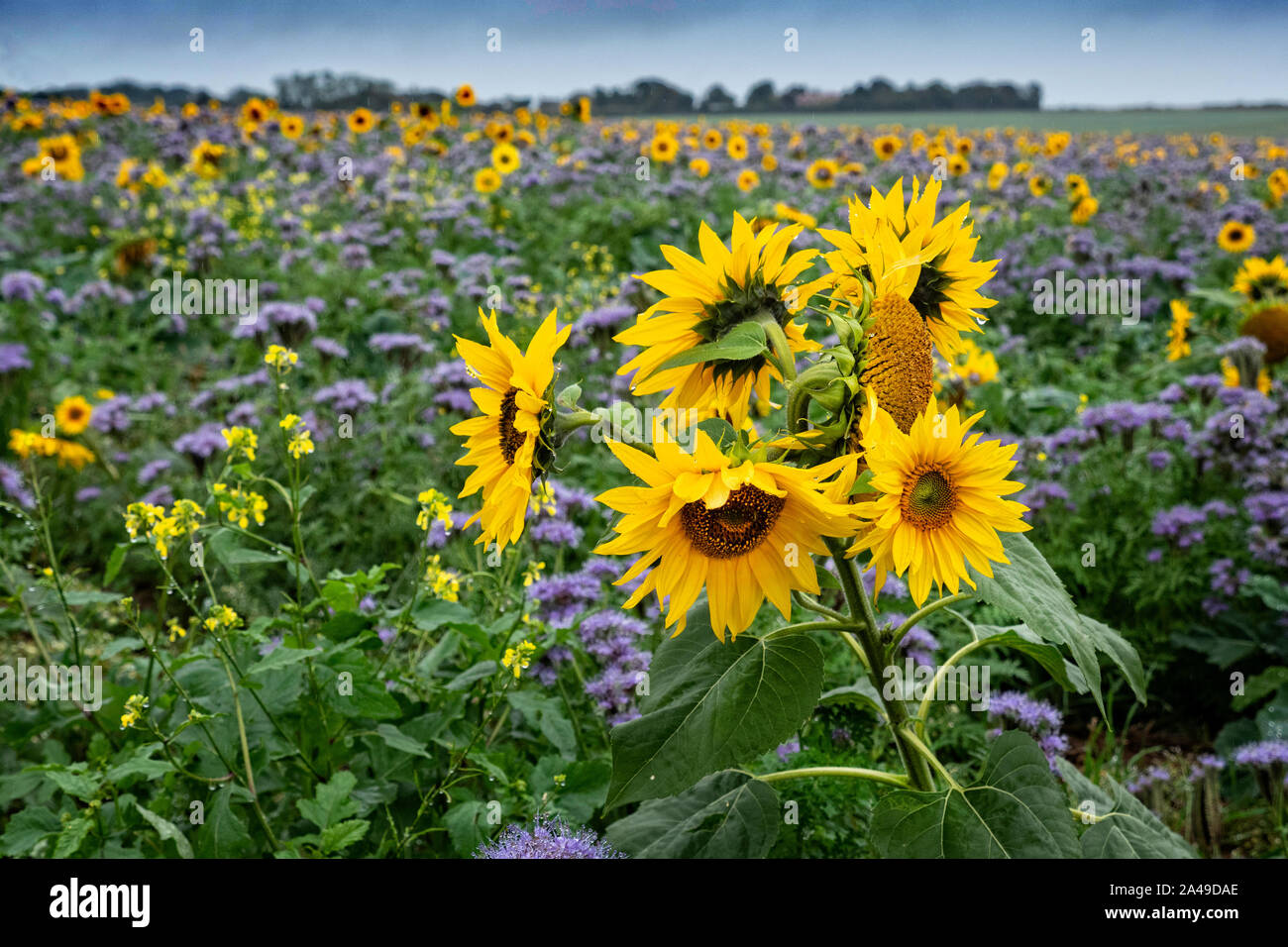 Tournesols dans un champ de fleurs bleu couverture du sol Banque D'Images
