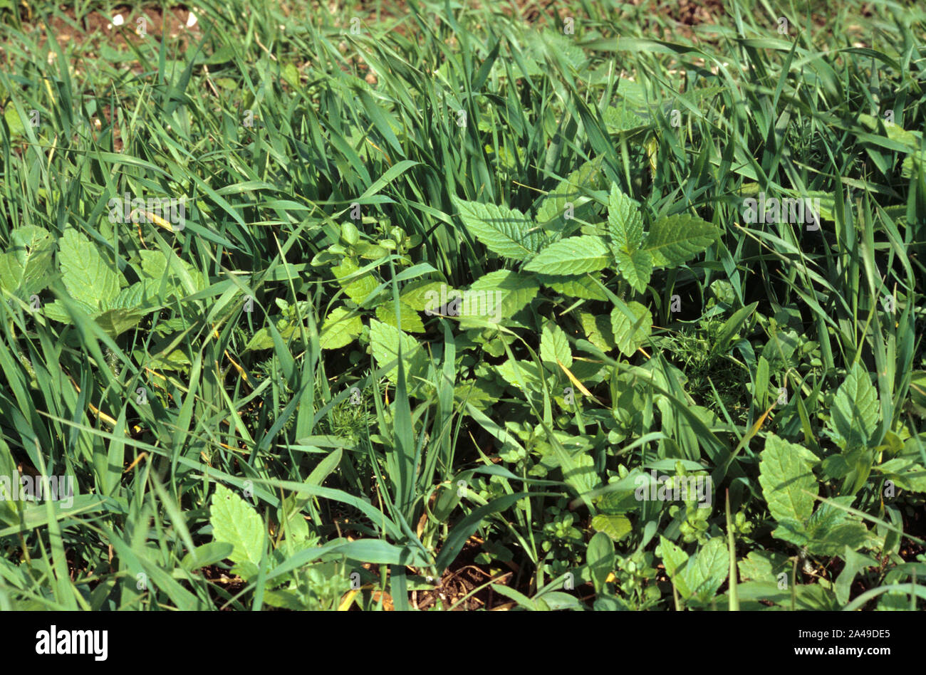 Une infestation sévère de plusieurs espèces de mauvaises herbes à feuilles larges dans les cultures de blé d'un jeune, Cambridgteshire Banque D'Images