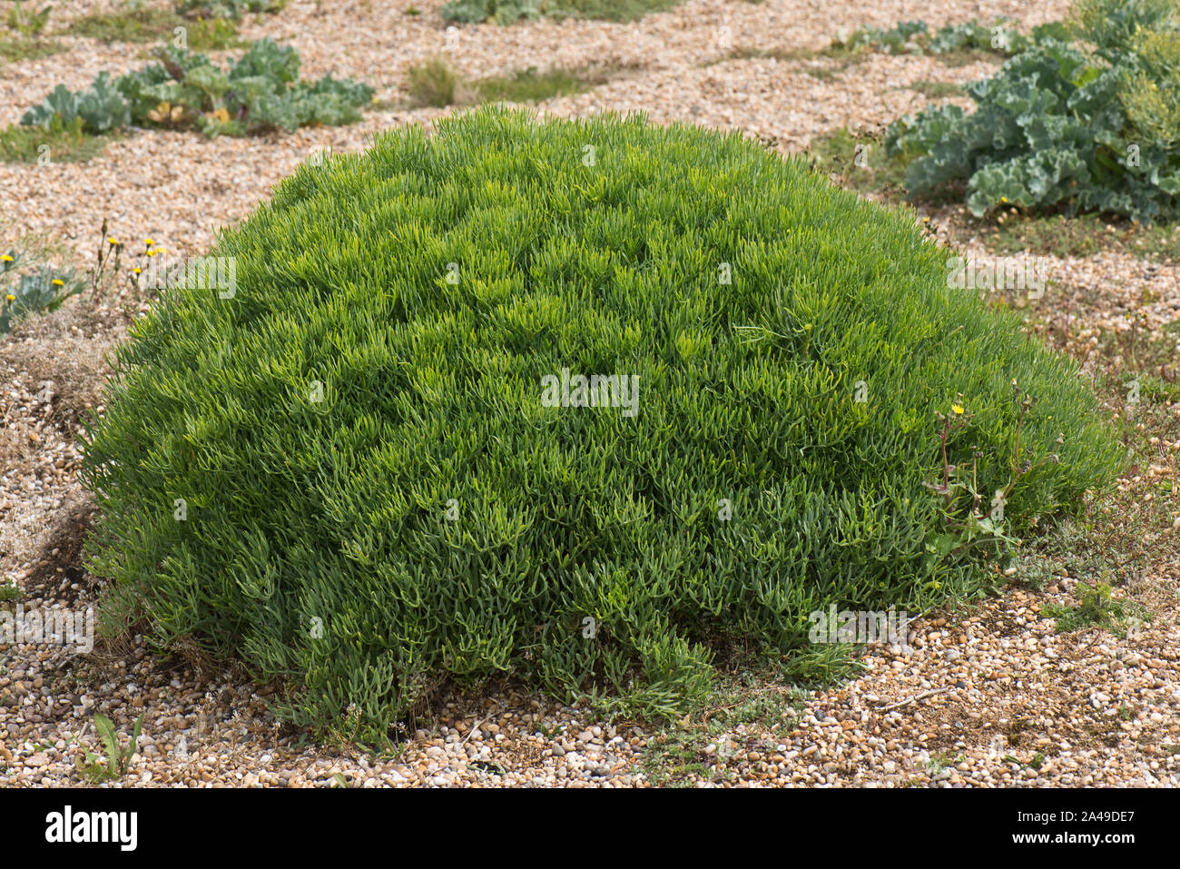 Rock samphire (Crithmum maritimum) avant la floraison des plantes en forme de dôme sur le bardeau à Chesil Beach dans le Dorset, juin Banque D'Images