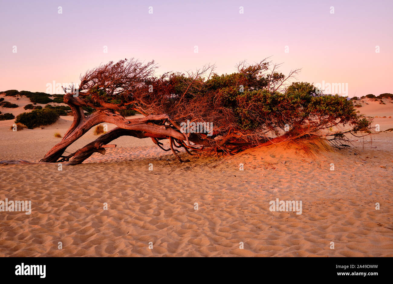 Juniperus façonné par le vent dans Dune di Piscinas, Sarde Désert, Arbus, Italie Banque D'Images