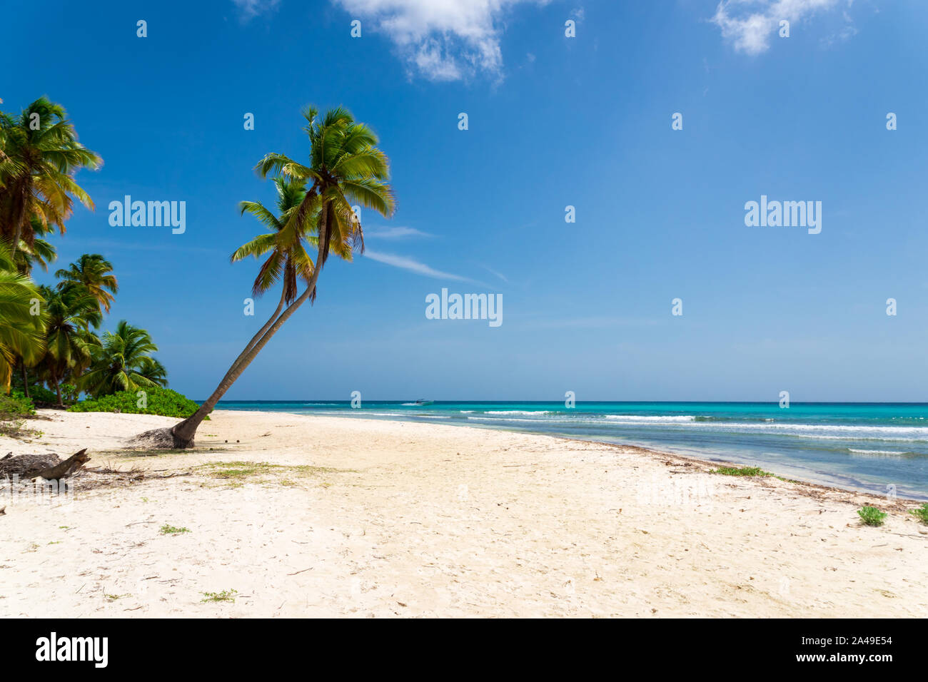 Palmier sur la plage, la République dominicaine Isla Saona Banque D'Images