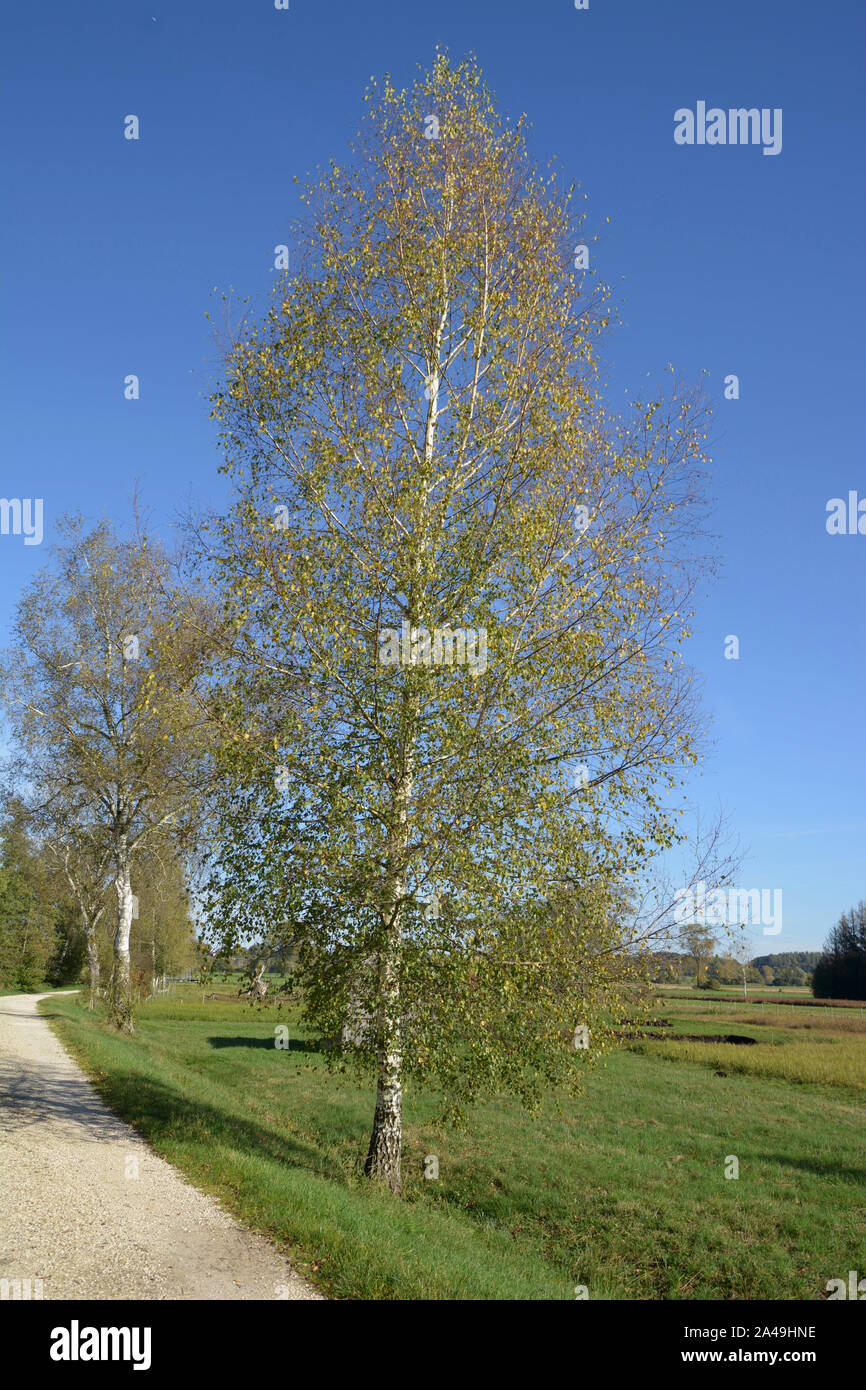 Feuillage coloré d'argent ou de bouleau Betula pendula arbre comme scène d'automne, de l'Asie de l'arrière-plan ou le bouleau blanc bouleau verruqueux sorcière couleur d'automne Banque D'Images