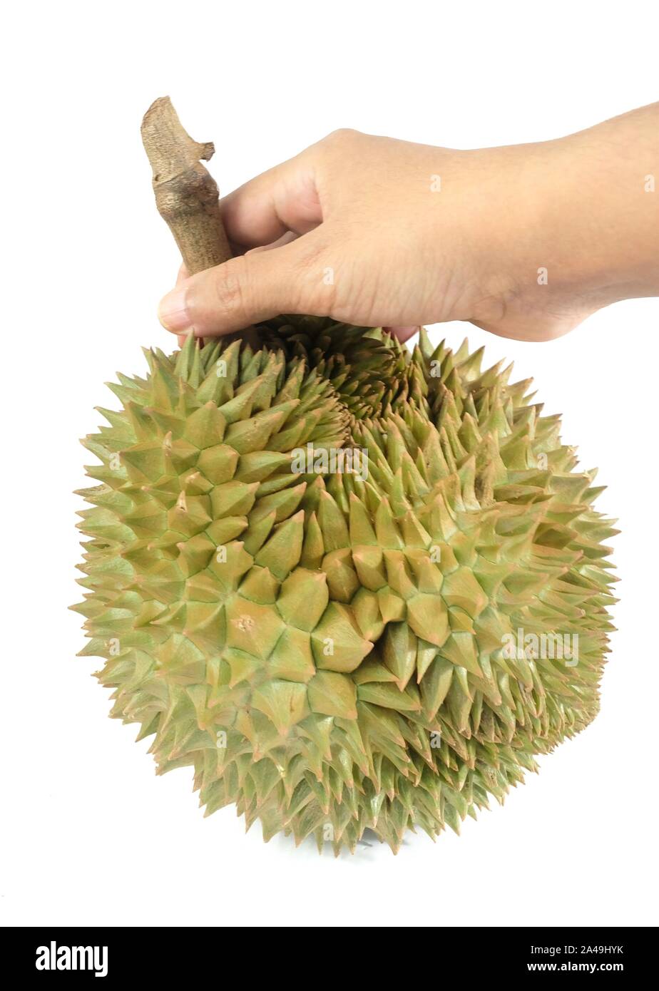 Hand Holding Fresh Ripe Durian isolé sur fond blanc. L'un des fruits les plus populaires au monde et roi des fruits en Thaïlande. Banque D'Images