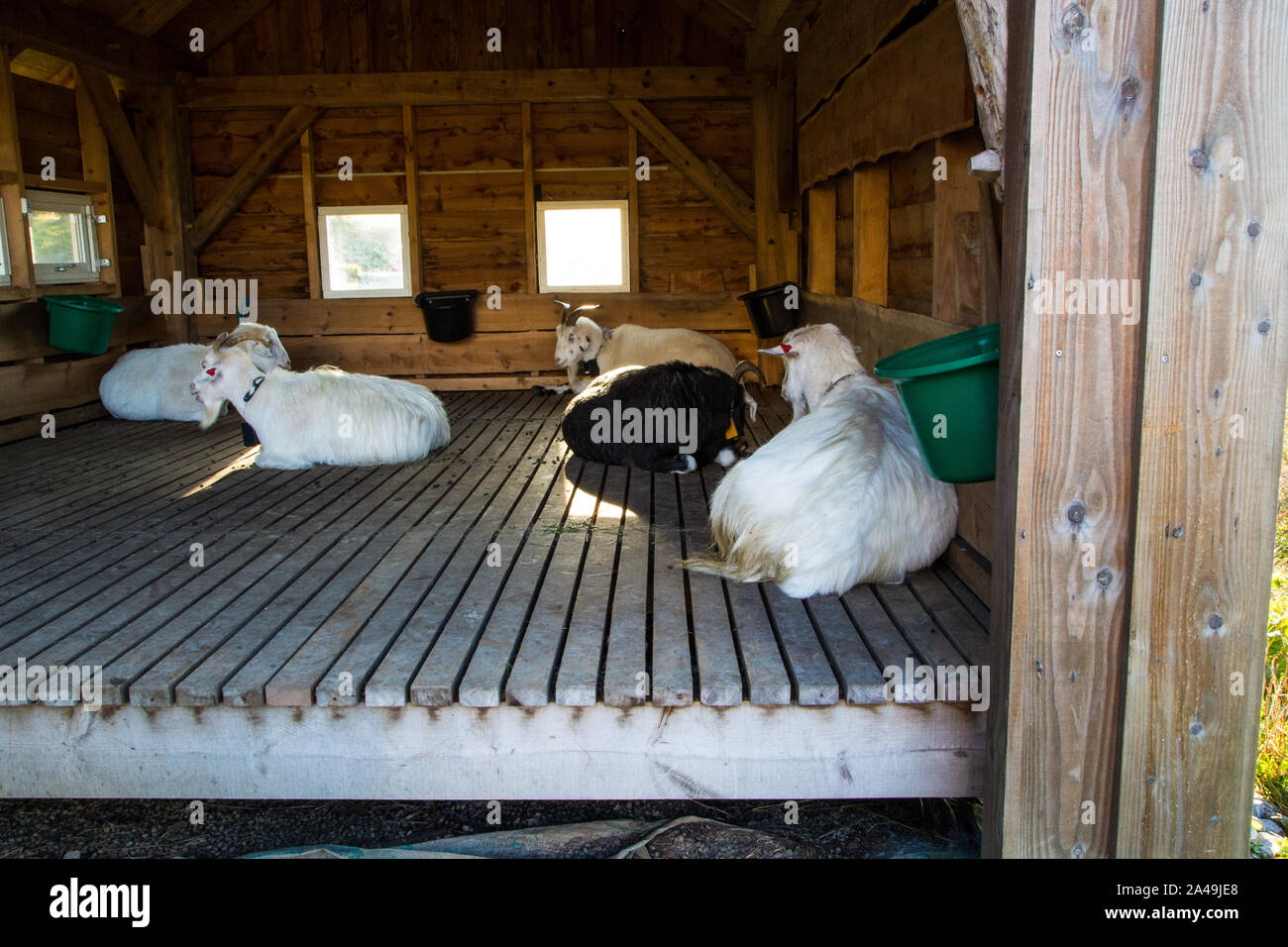 Les chèvres se reposant dans un hangar de chèvre au mont Floyen, Bergen, Norvège Banque D'Images