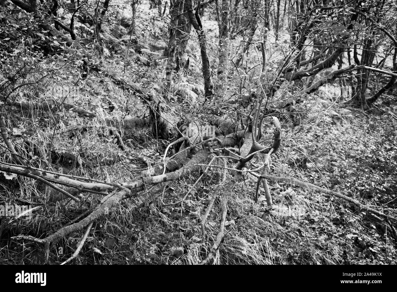 Caractéristiques des bois prises dans la région de la vallée de l'Ettrick Scottish Borders entre Langholm et Hawick Banque D'Images