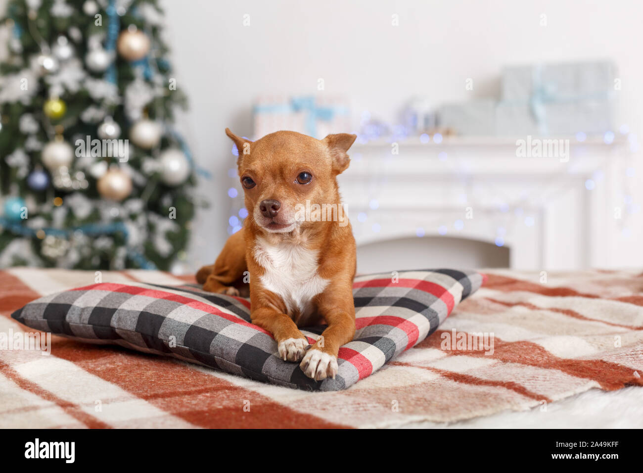 Nouvelle Année. Décorée avec un chien couché sur un oreiller à la détente de l'appareil photo close-up Banque D'Images