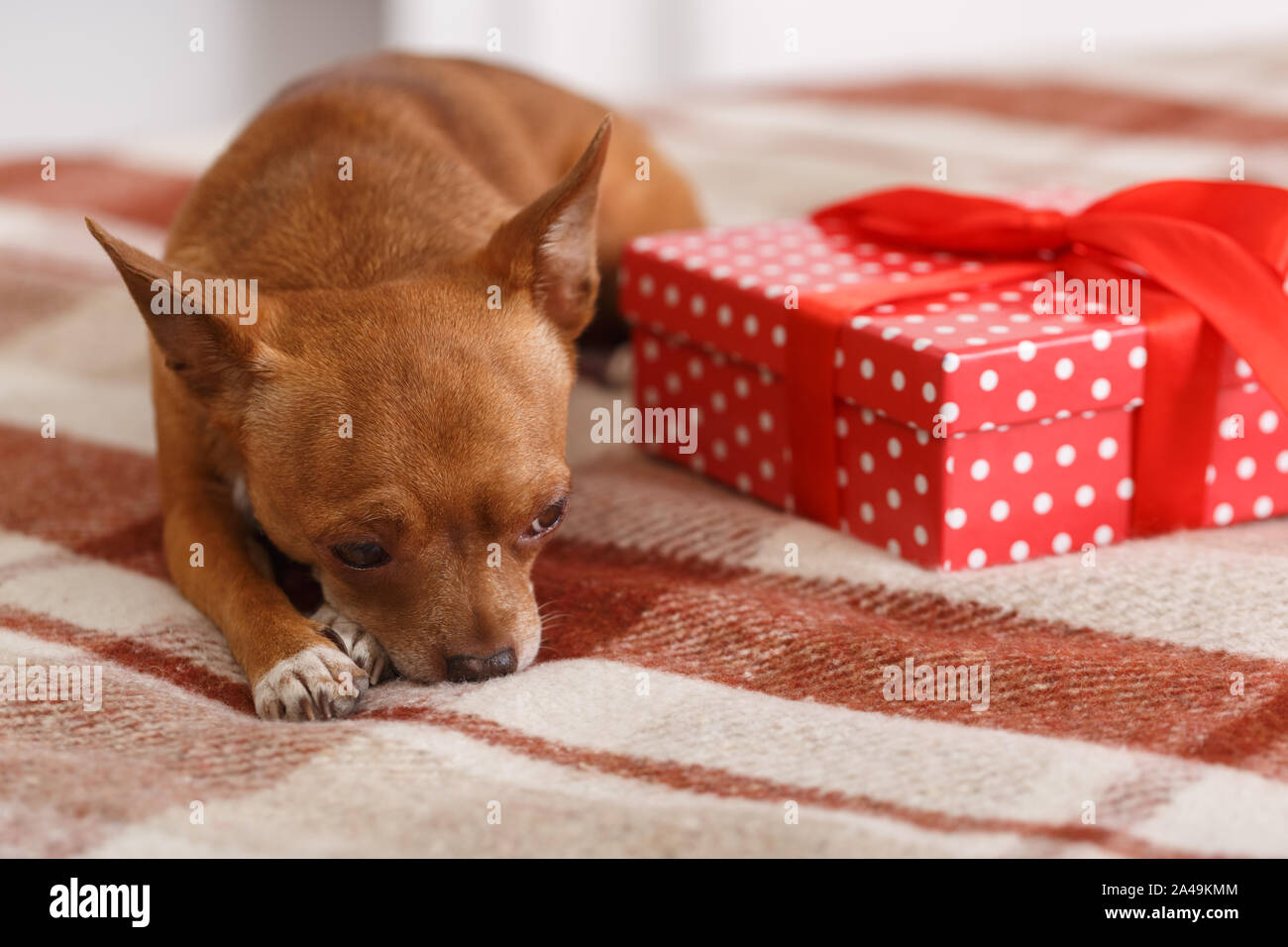 Bonne Année. Décorée avec dog lying on blanket avec présent à la triste close-up Banque D'Images