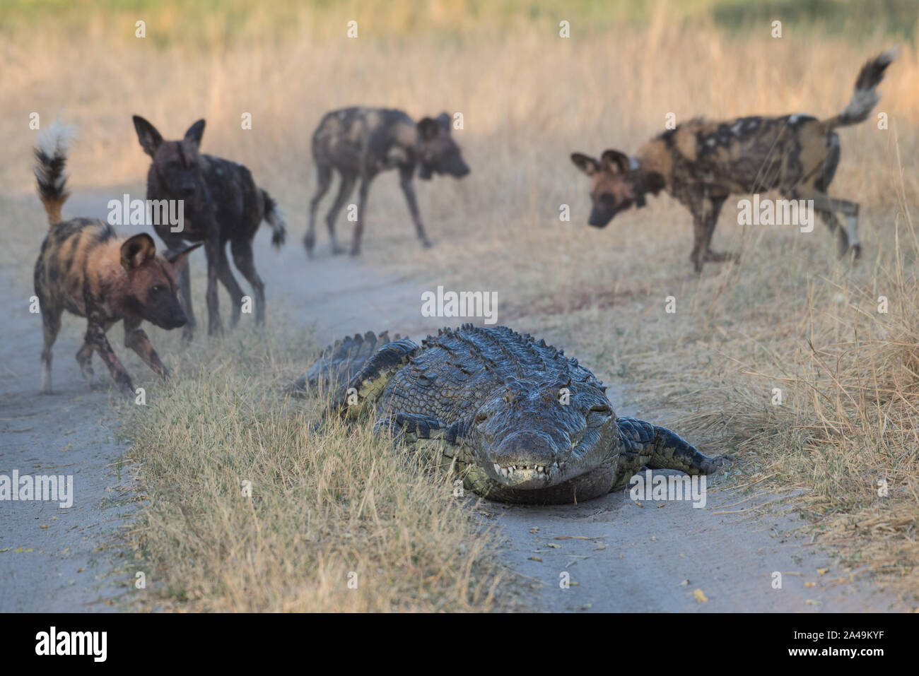 Pack de lycaons en attaquant un crocodile énorme dans Moremi National Park (Khwai), Botswana Banque D'Images