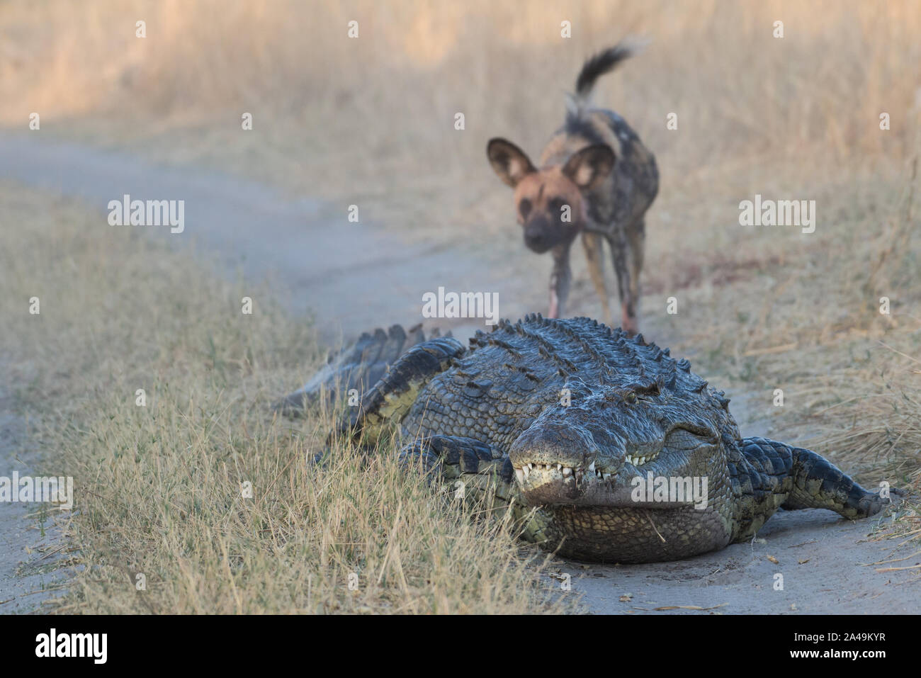 Pack de lycaons en attaquant un crocodile énorme dans Moremi National Park (Khwai), Botswana Banque D'Images