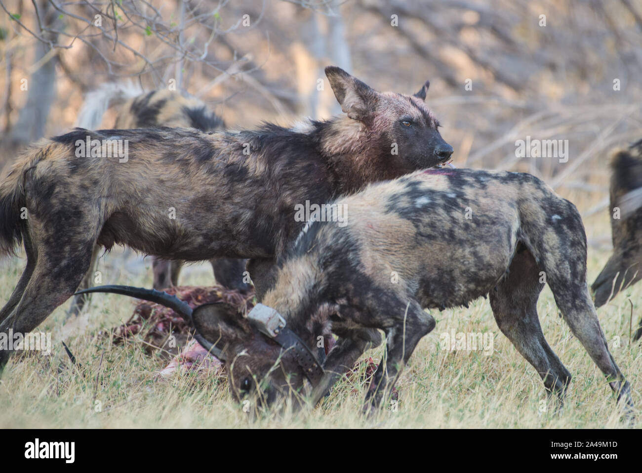 Dogslycaon sauvages africains pictus) avec impala tuer en NP Moremi (Khwai), Botswana Banque D'Images