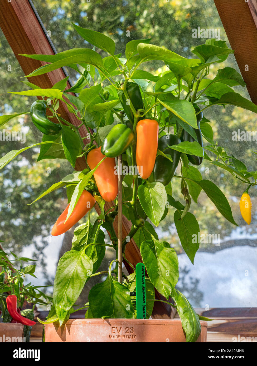 PIMENT HAMIK SWEET Orange Chill Pepper HAMIK saveur supérieure “Sweet Bite”, Capsicum annuum Sweet Pepper Hamik en pot de terre cuite en serre de bois Banque D'Images PIMENT HAMIK SWEET Orange Chill Pepper HAMIK saveur supérieure “Sweet Bite”, Capsicum annuum Sweet Pepper Hamik en pot de terre cuite en serre de bois Banque D'Images