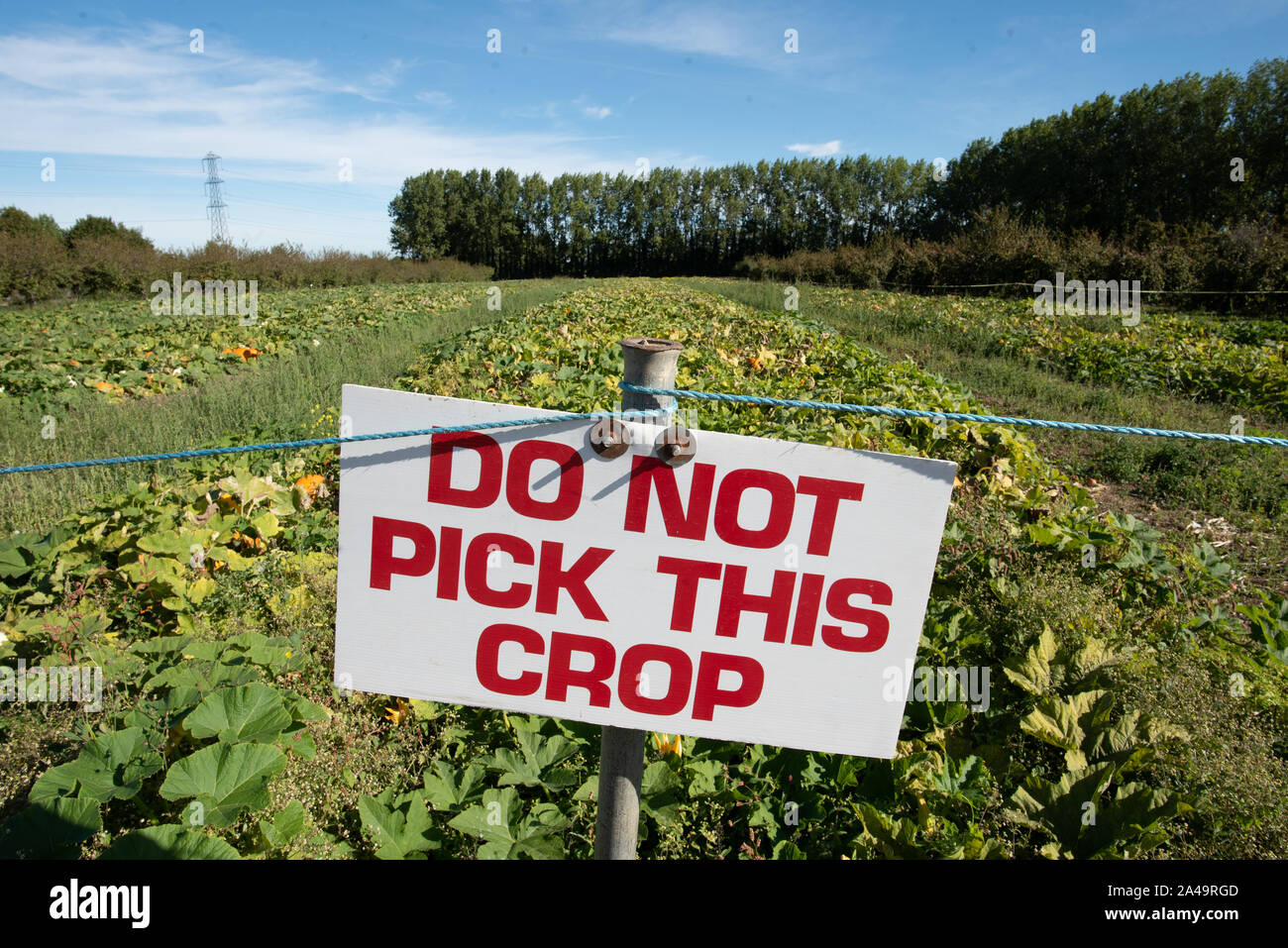 Kent, Royaume-Uni - 15 septembre 2019 : un signe dit "ne saisit pas cette culture" en face d'un potager dans une ferme à l'extérieur de Londres à l'automne. Banque D'Images