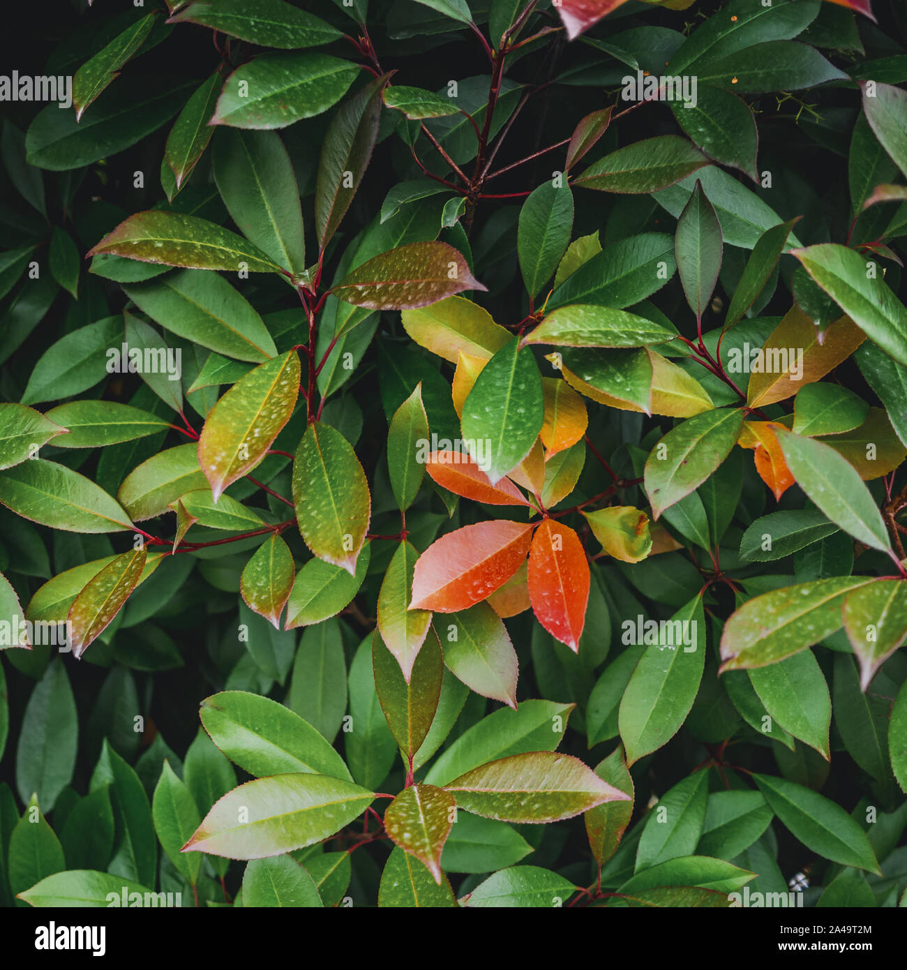 Les feuilles des plantes tropicales. Gros plan macro fond carré Banque D'Images