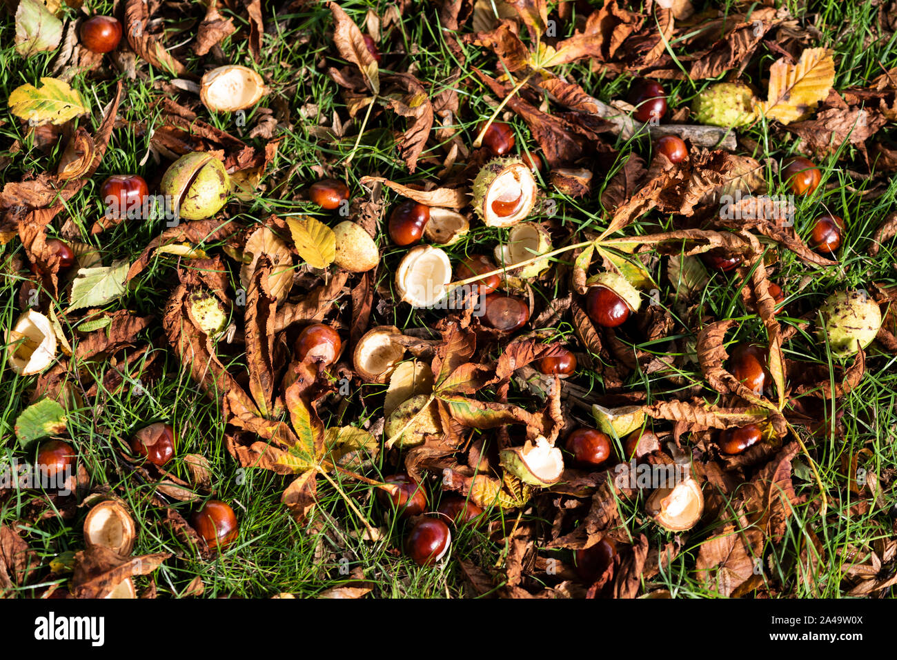 Conkers le sol sous un arbre en automne Marron Banque D'Images