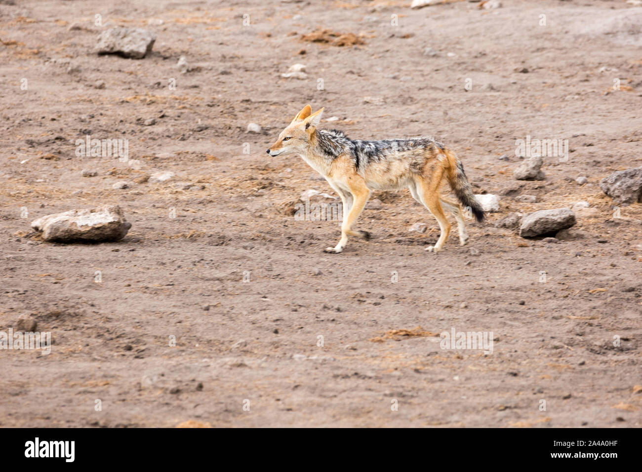 Un chacal marche à travers un paysage stérile, Etosha, Namibie, Afrique Banque D'Images