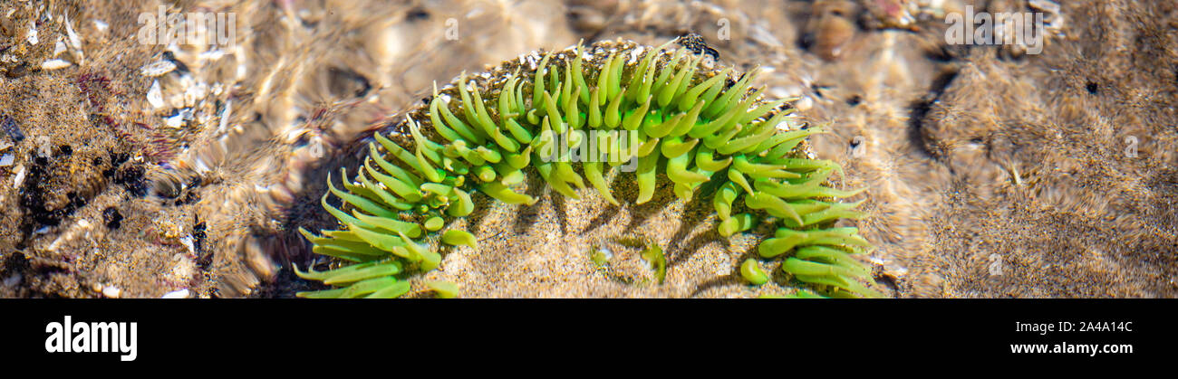Anémone de mer verte dans un littoral de l'Oregon en août de marée dans l'image panoramique Banque D'Images