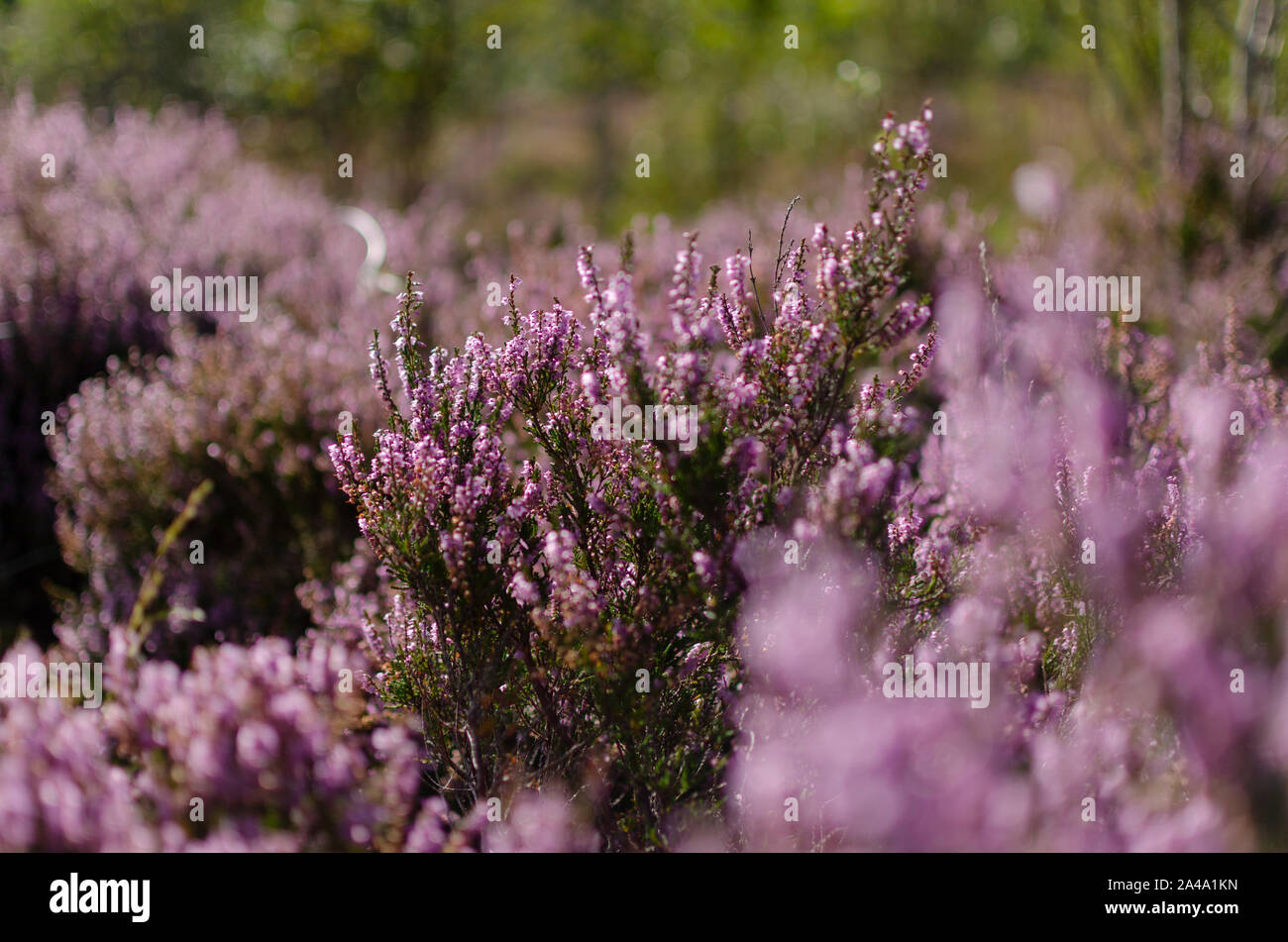 Bruyère commune ( Calluna vulgaris ) dans les Highlands du nord-ouest de l'Ecosse UK Banque D'Images