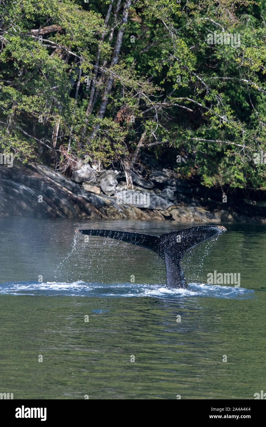 Le Canada, la Colombie-Britannique, la forêt pluviale de Great Bear, Khutze Inlet. Queue de baleine à bosse. Banque D'Images