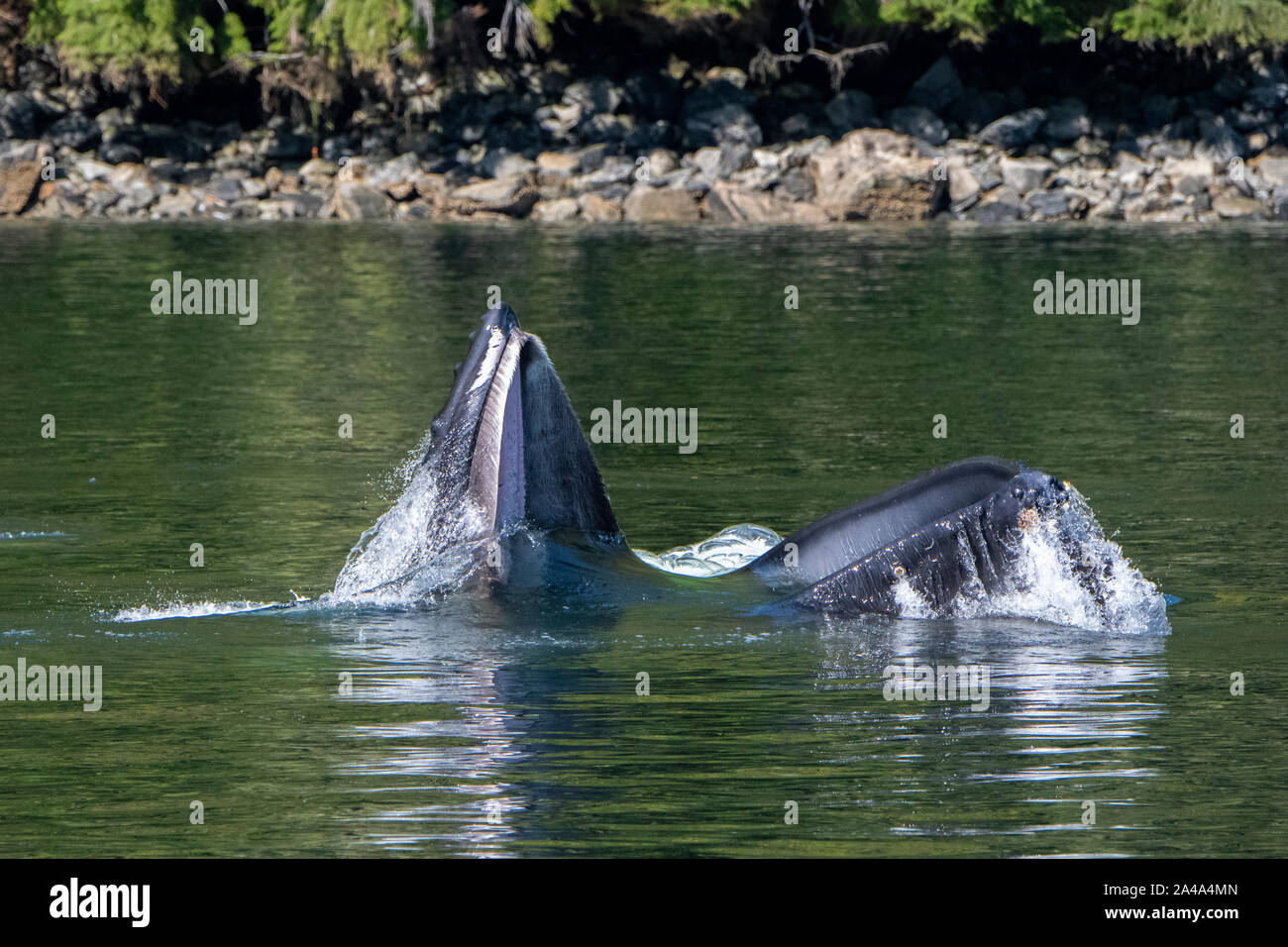 Le Canada, la Colombie-Britannique, la forêt pluviale de Great Bear, Khutze Inlet. Bulle la baleine à bosse, d'ouvrir la bouche. Banque D'Images