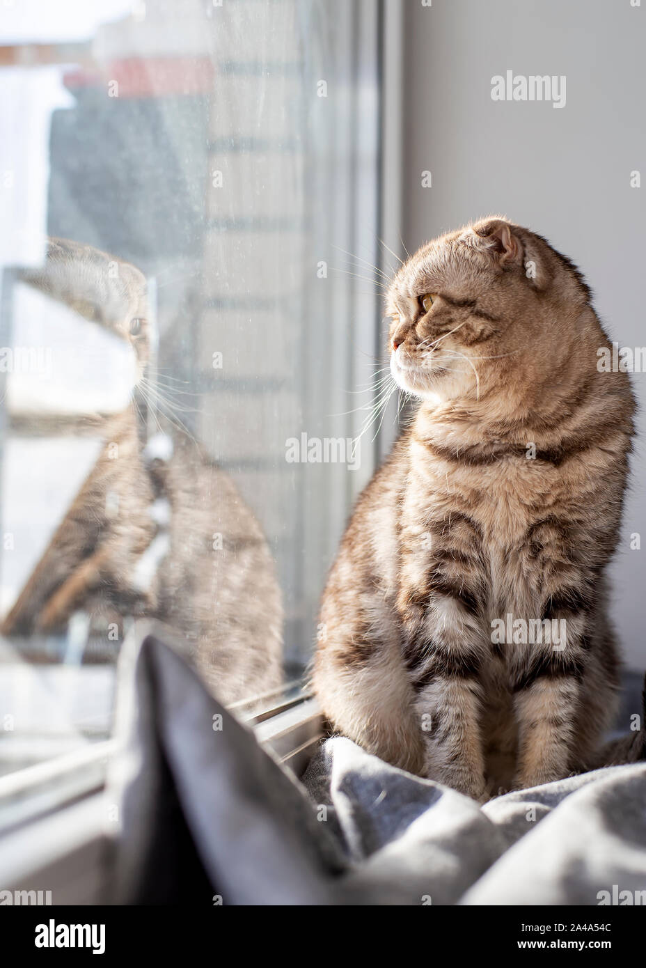 Cute Cat Scottish Fold Est Assis Sur Un Rebord De Fen tre Par La cute-cat-scottish-fold-est-assis-sur-un-rebord-de-fen-tre-par-la