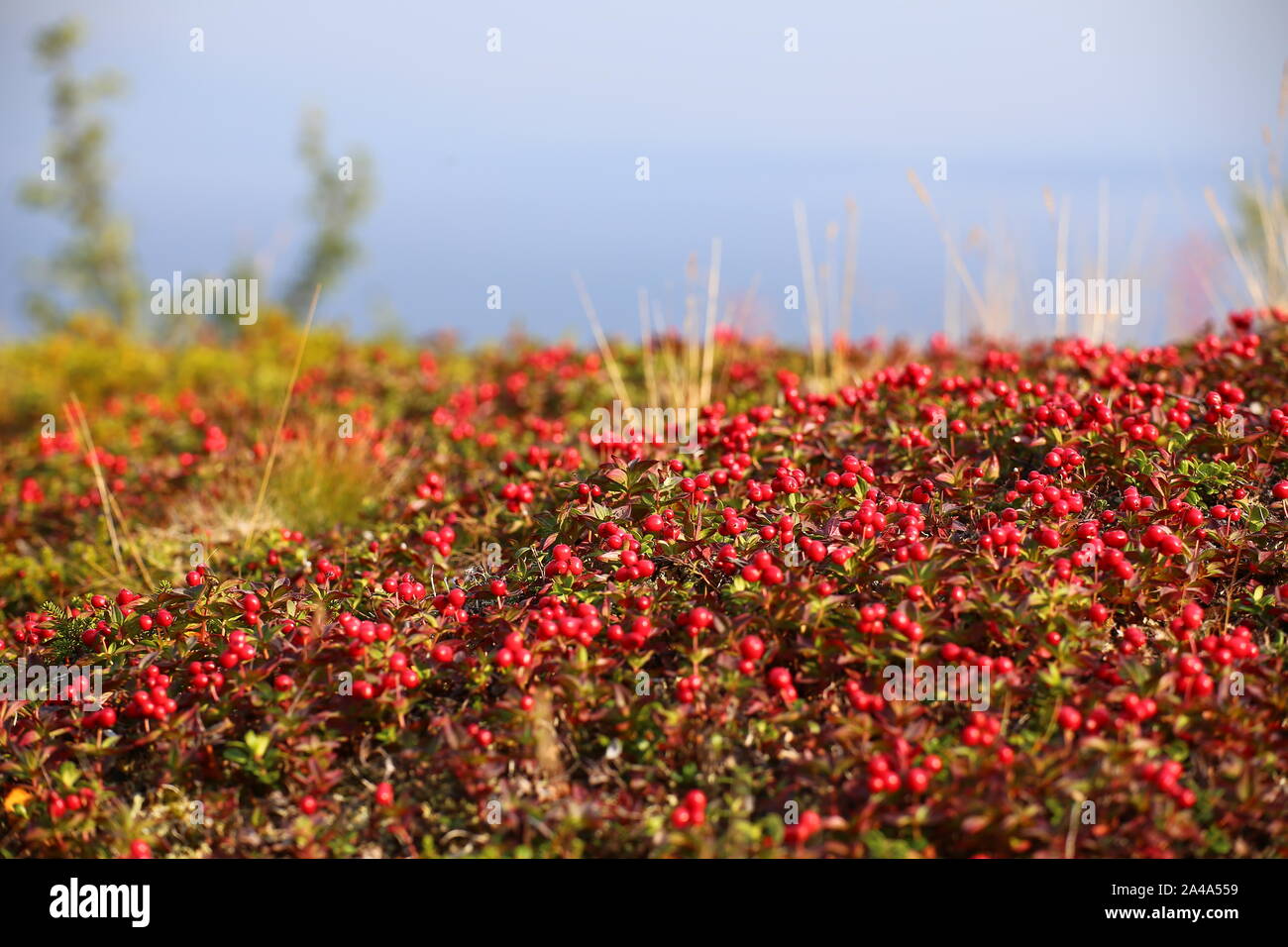 Beau coussin rouge de dwarf cornel (Cornus suecica). Banque D'Images